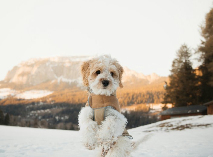 Dogs are warmly welcome